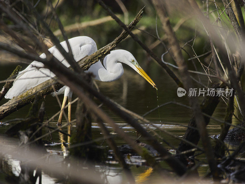 白苍鹭