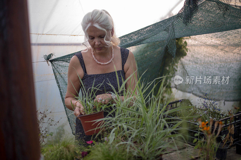 女花商在温室里照料观赏植物