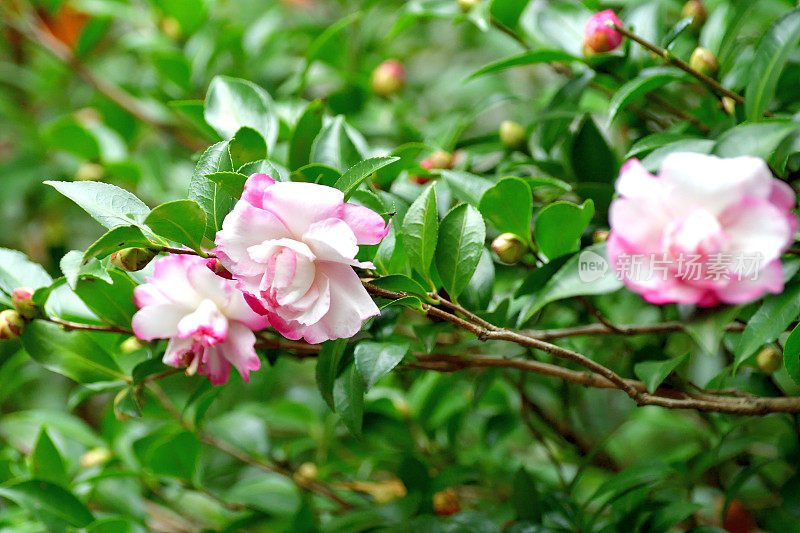 山茶花油茶花