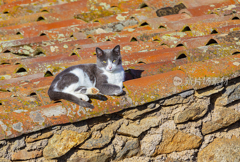 猫在瓦片屋顶上
