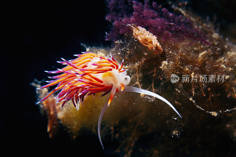 海洋生物裸鳃潜水美人水肺潜水员的观点