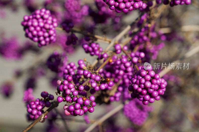 特写水果的一个花萼耸肩或美丽的浆果。