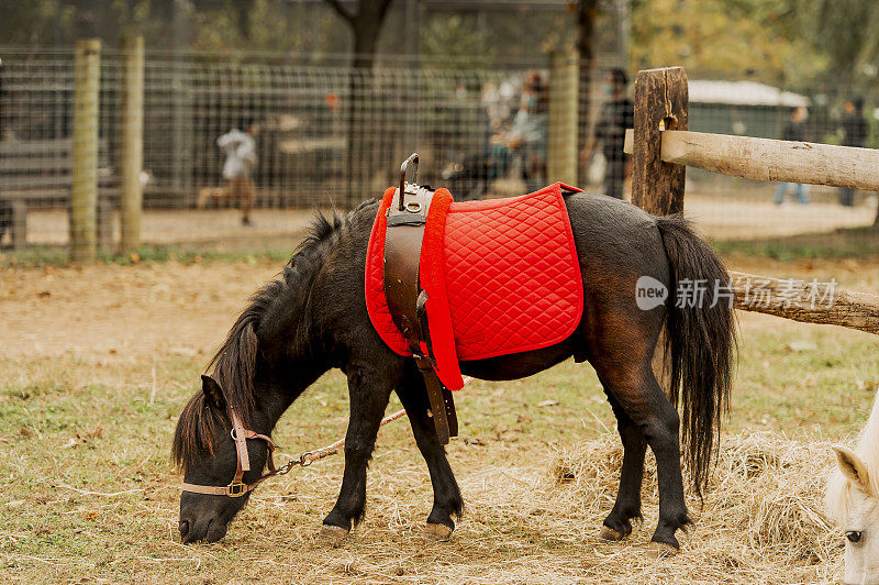 小马骑马小马鞍子和休息