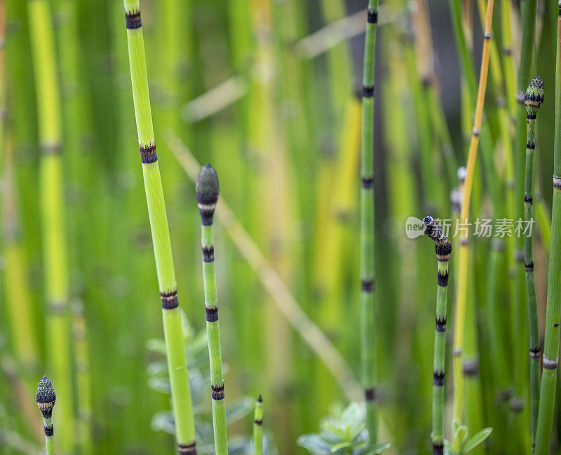 已经背景