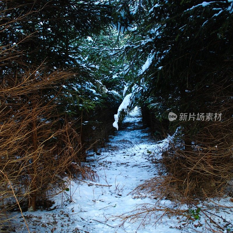 冬天穿过针叶林的小路。树与树之间的小路，中间有雪。大自然的冬季小路。