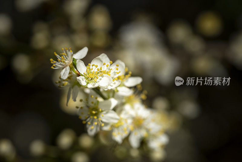 黑刺李在早春开花开花。