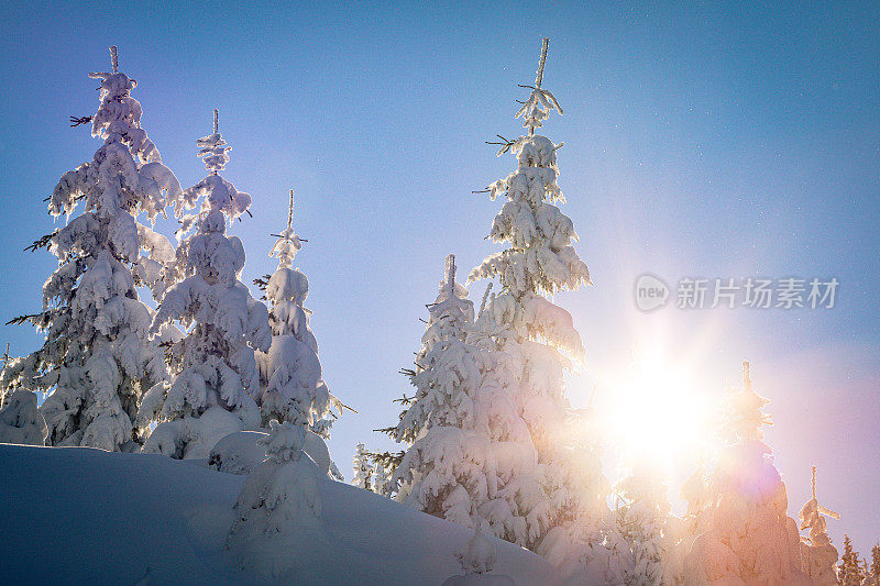 白雪覆盖的景观和常青树在欧洲在一个寒冷的阳光明媚的日子-创造性的股票照片