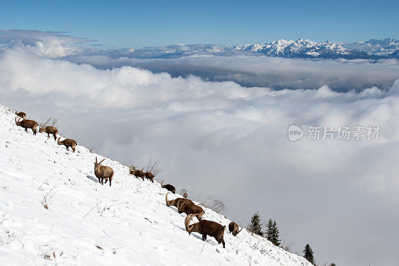 阿尔卑斯山上的野山羊