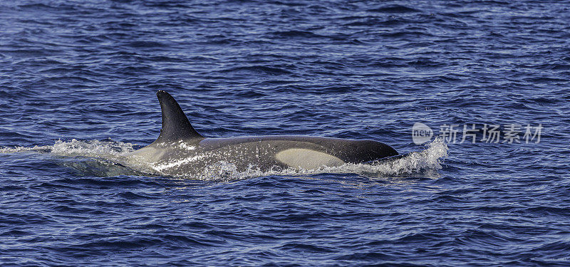 一只虎鲸，虎鲸，雌虎鲸，在南极海峡游动。南极洲。