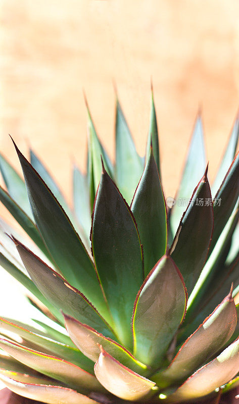 阳光蓝色龙舌兰(美国芦荟)植物;晒黑的背景