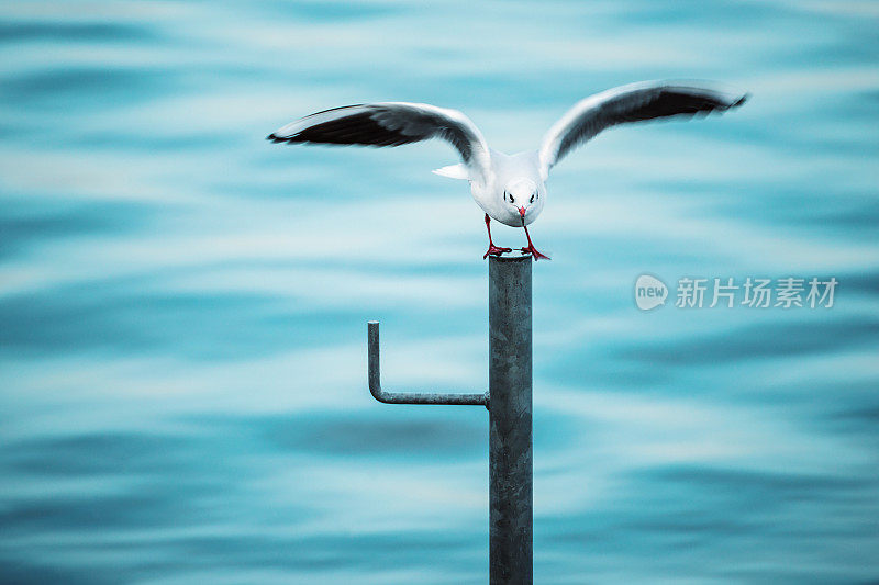 海鸥肖像降落在阿罗那，马焦雷湖，意大利