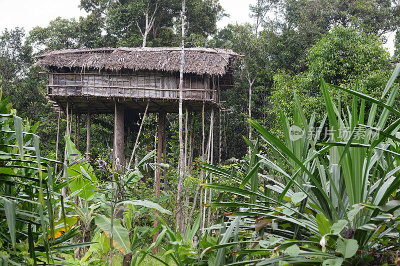 印度尼西亚西巴布亚岛丛林空地上的科罗威树屋