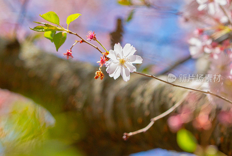 背景是一棵树干的樱花