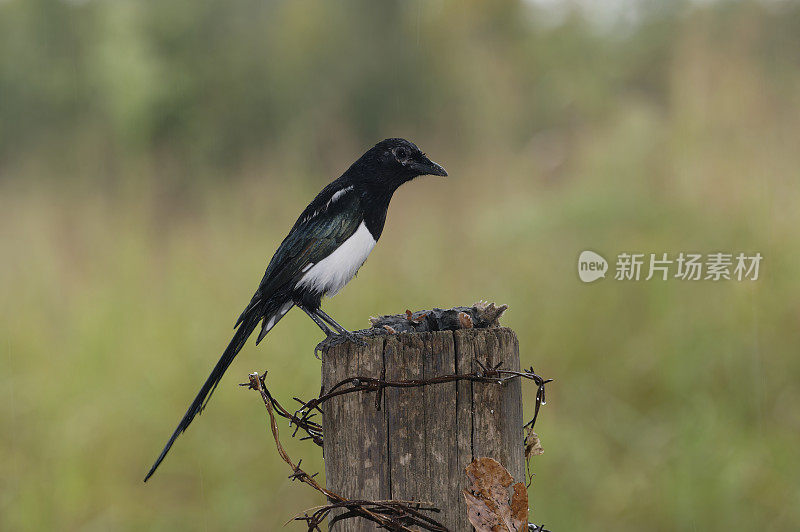 喜鹊吃鼹鼠