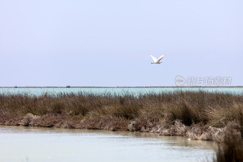 在水上飞行的大白鹭鸟