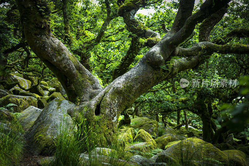 在达特穆尔的树林里，落叶苔藓覆盖着树木