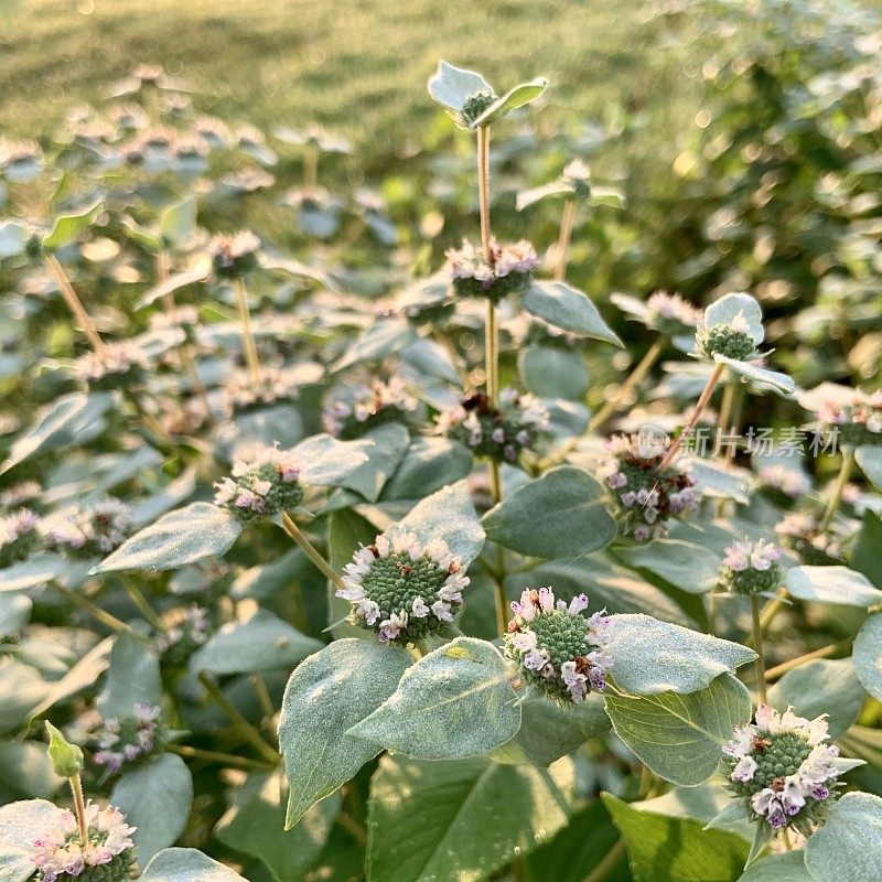 美丽城市花园山薄荷