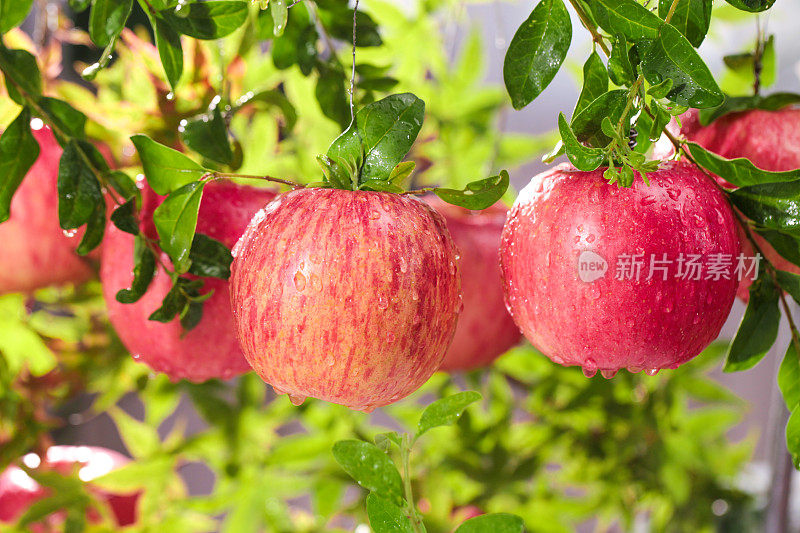 树枝上的红富士苹果