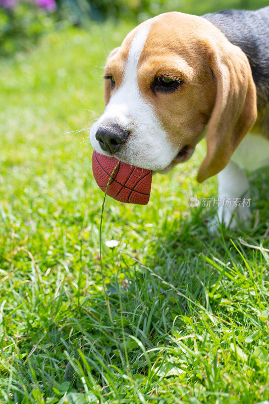 可爱的小猎犬小狗在草地上奔跑，嘴里叼着红球