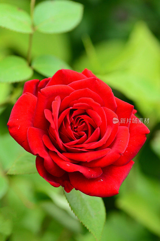 单瓣盛开的红玫瑰。