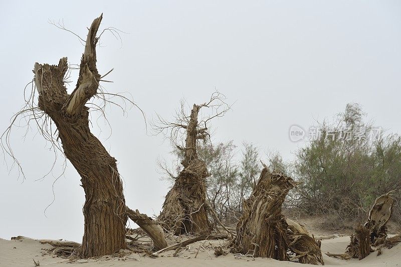 塔克拉玛干沙漠-死亡的胡杨树