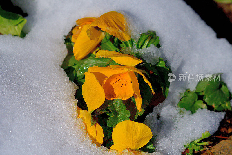 雪中的冬花:三色堇