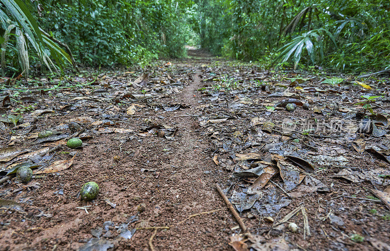 伯利兹加勒比国家美丽的山松岭森林保护区的切叶蚁径