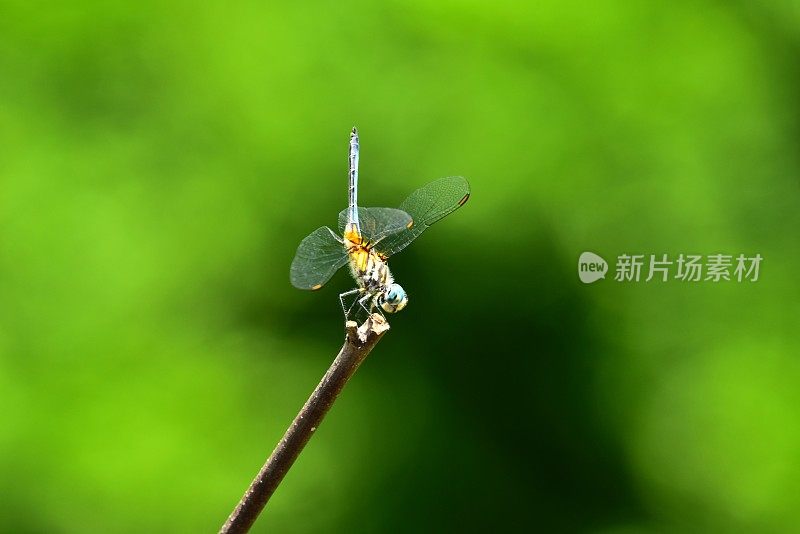 蜻蜓栖息