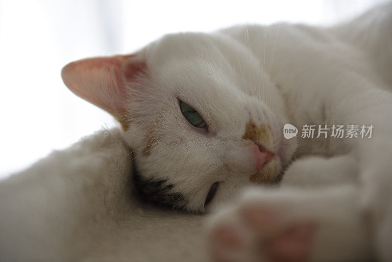 猫塔上熟睡的猫的特写镜头