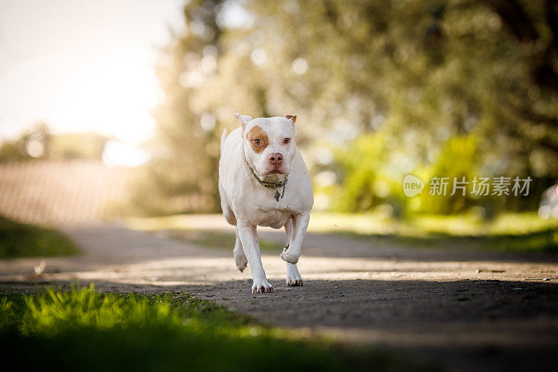 比特犬在人行道上奔跑