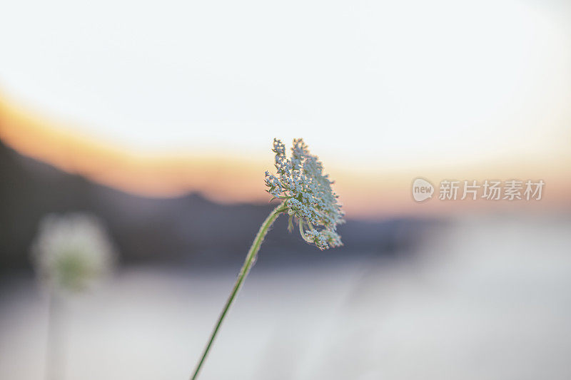 海边的草地和日落