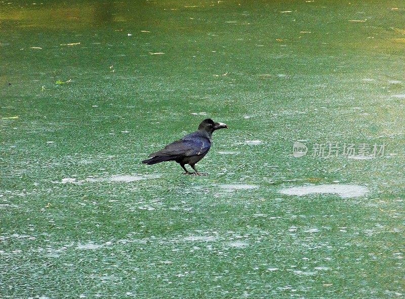 冬天，一只乌鸦在结冰的湖面上