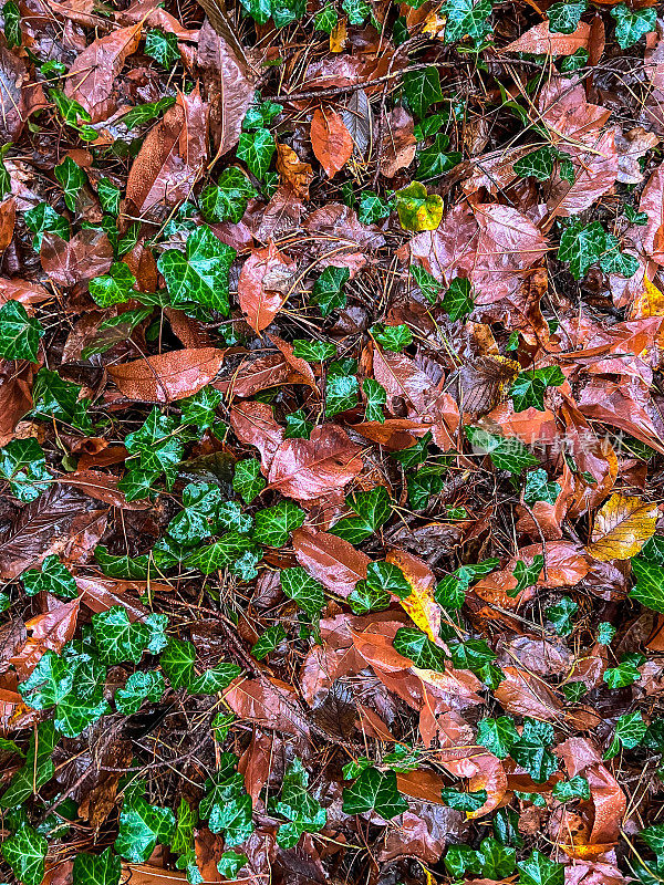 森林中潮湿的土壤，冬天被绿叶和树叶覆盖。