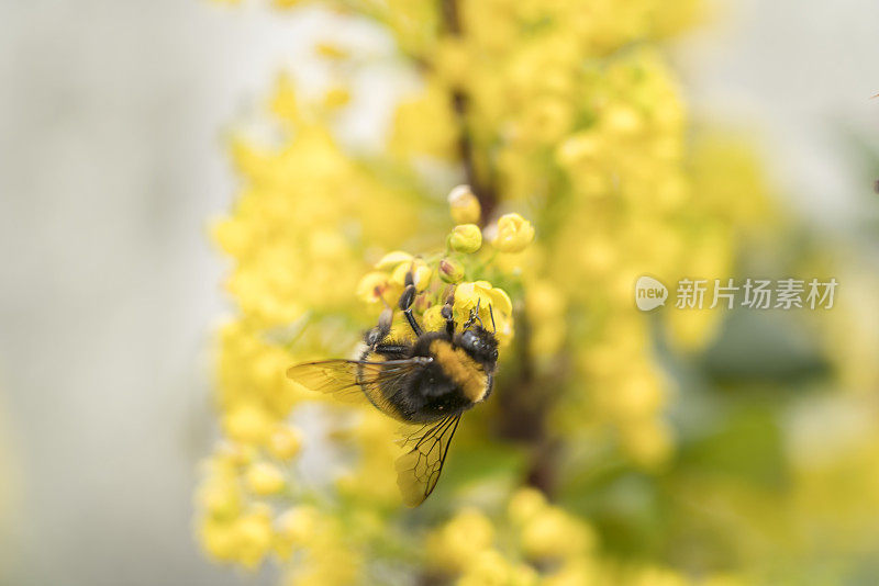 大黄蜂在玉莲花或俄勒冈葡萄花上