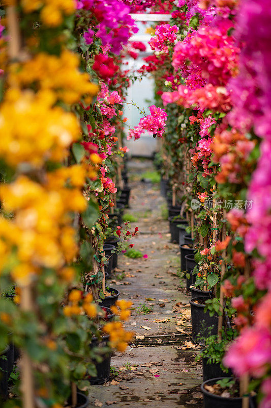 苗圃里色彩斑斓的九重葛花