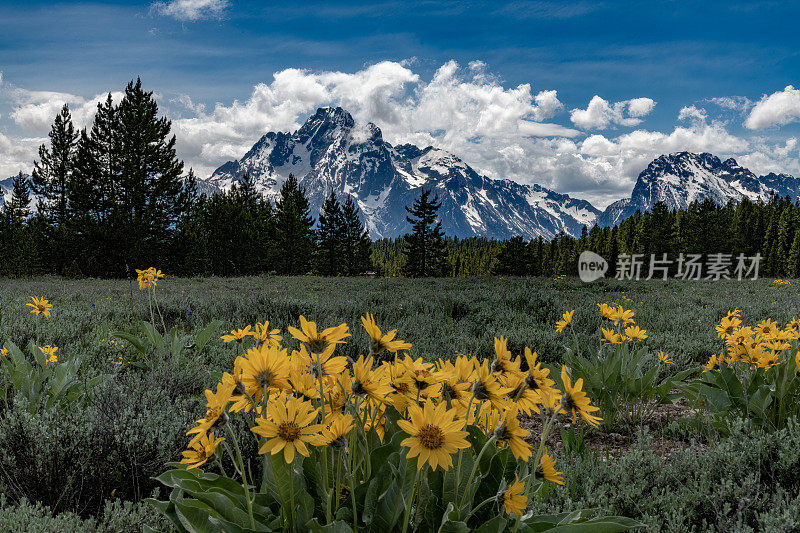 提顿山的景观，黄色的黑眼睛苏珊花在前景