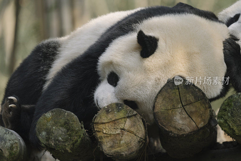 熟睡中的成都大熊猫