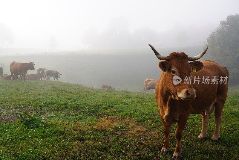 草地上的奶牛