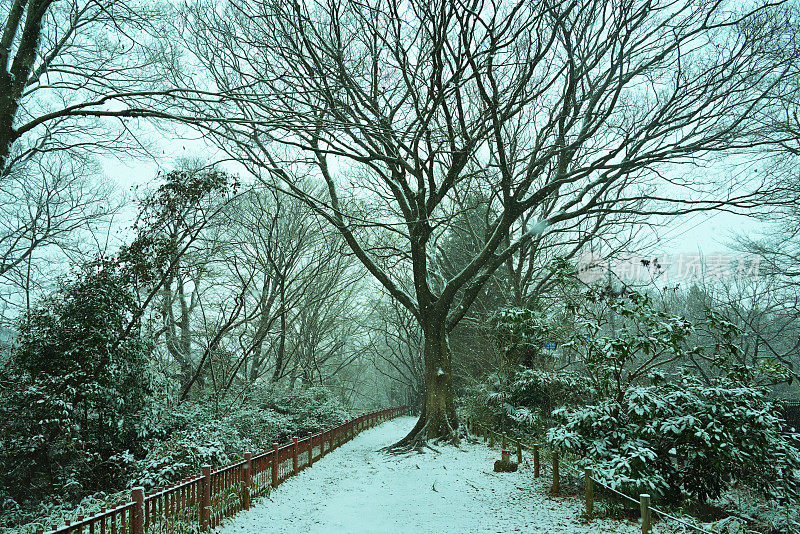 雪弯树，Tamagawajosui，日本东京(2022年1月)