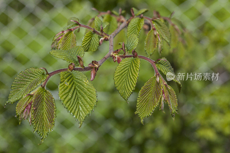 榆树――春天的榆树