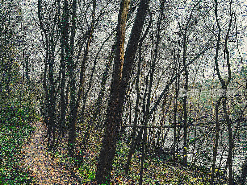 在冬天的雨天，一条穿过湖边森林的小路。