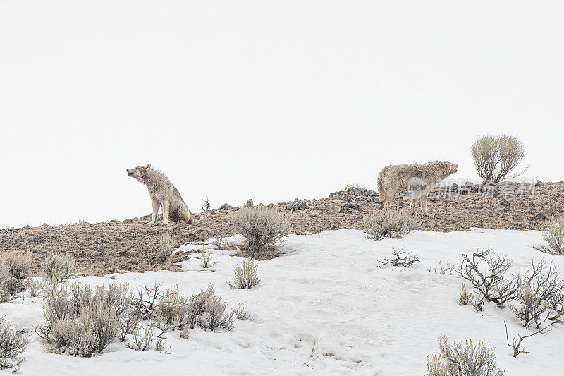 在美国黄石国家公园，两只灰狼(大部分为白色或棕黄色)正在一起温柔地对着前方山上的狼嚎叫。