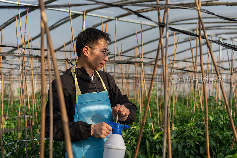 在蔬菜温室工作的农民