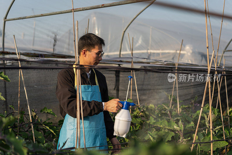 在蔬菜温室工作的农民