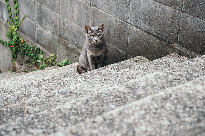 一只灰色的猫从楼梯底部往上看