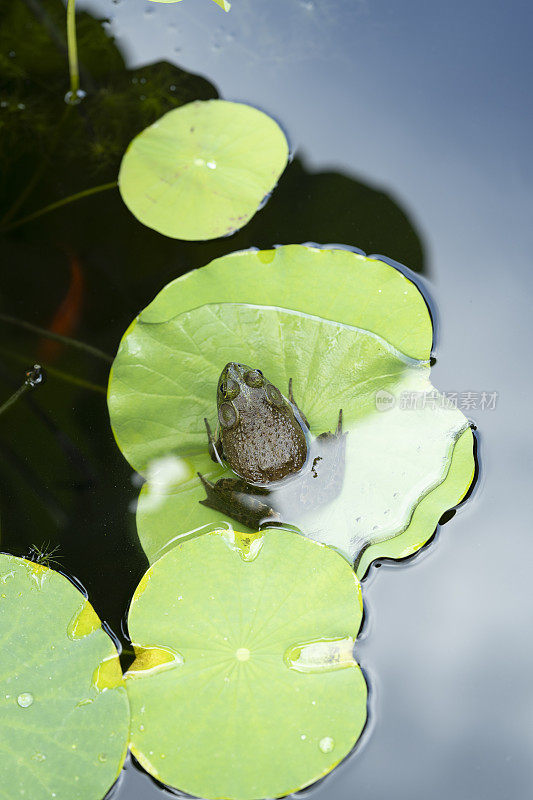 青蛙和睡莲在池塘或湖泊的叶子