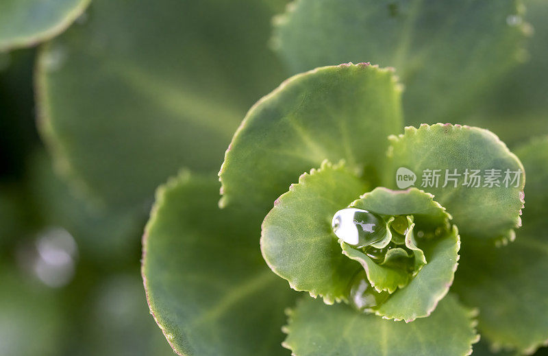 肉质植物