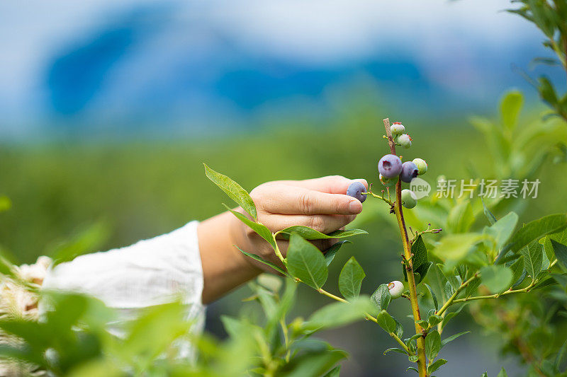 从树上摘蓝莓