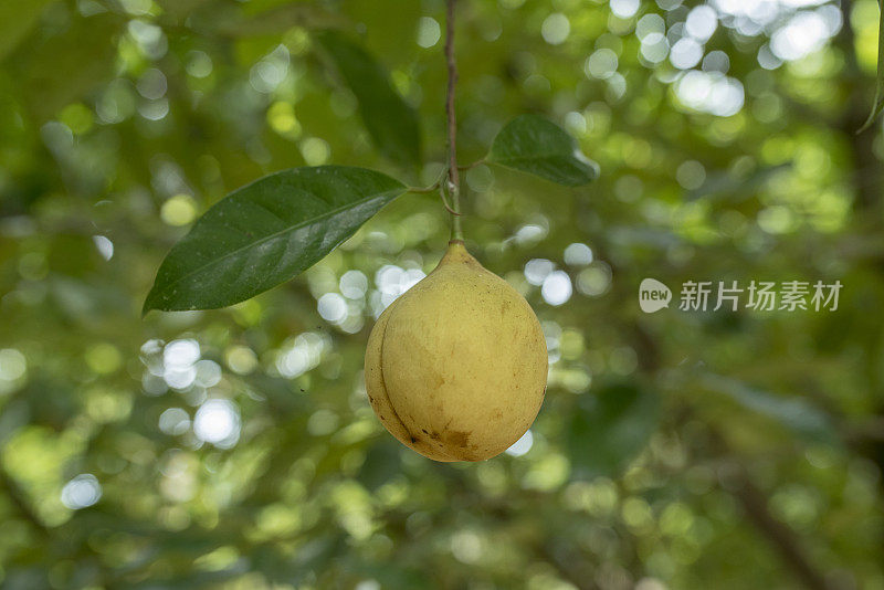 肉豆蔻在树上