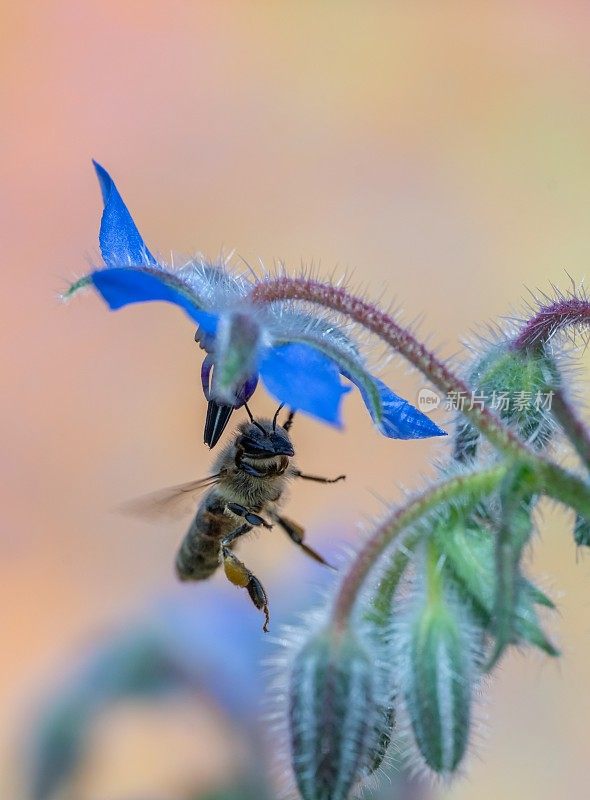 蜜蜂